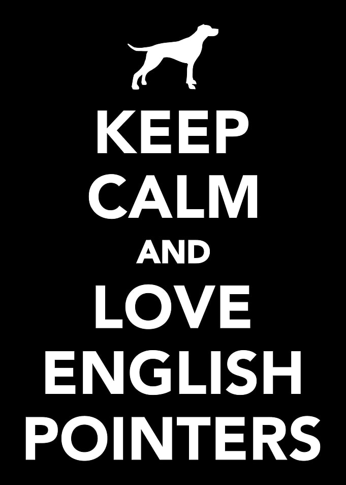 English Pointer