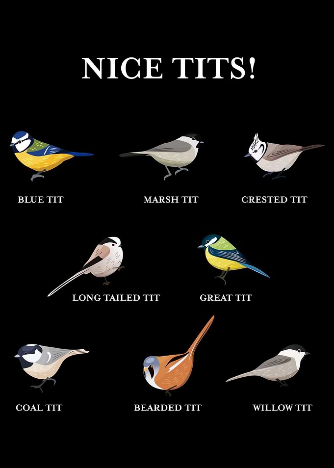 Nice tits Funny Bird