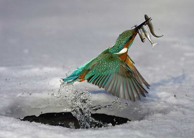 Birds