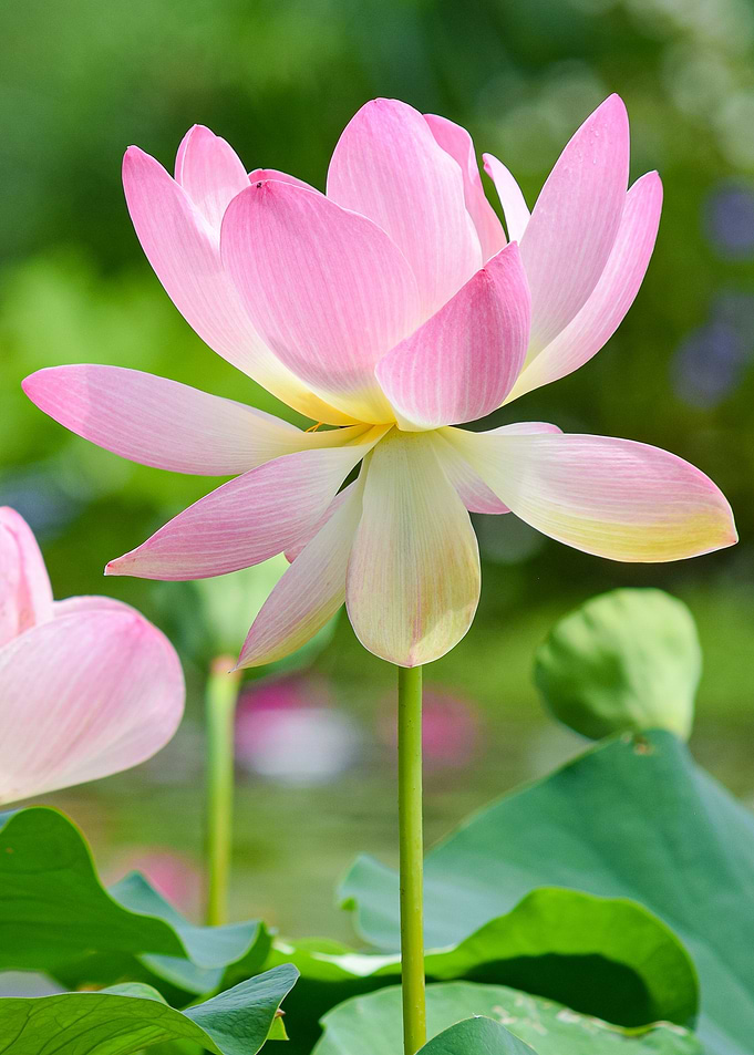 Pink Water Lily