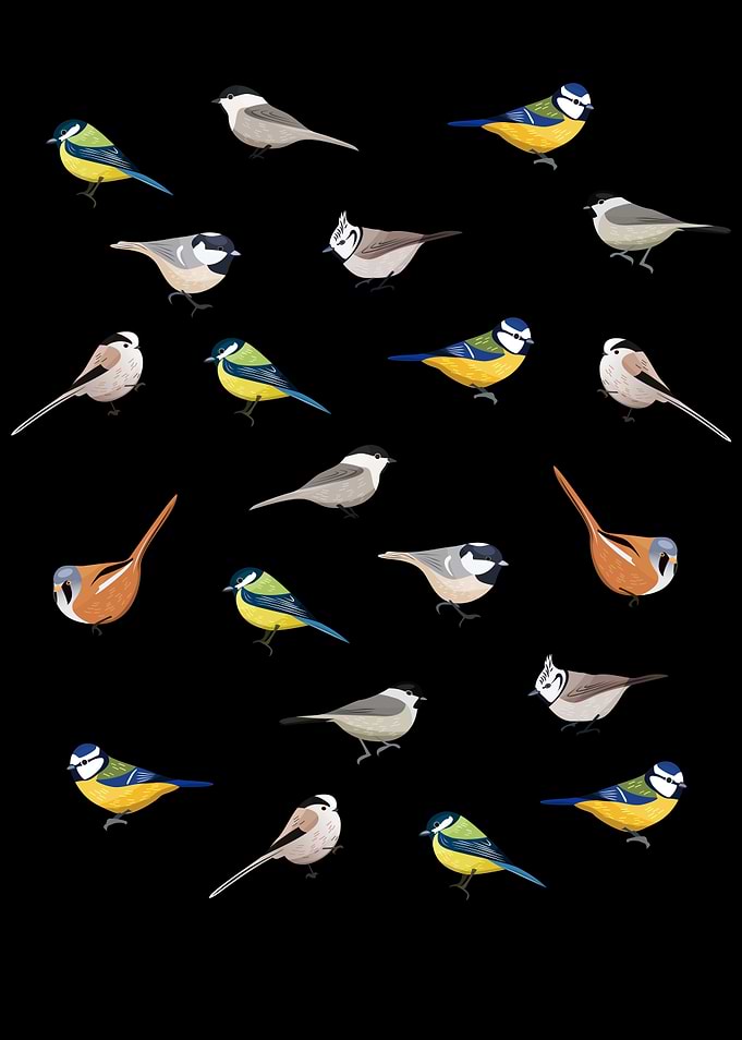 Illustrated Tit Birds