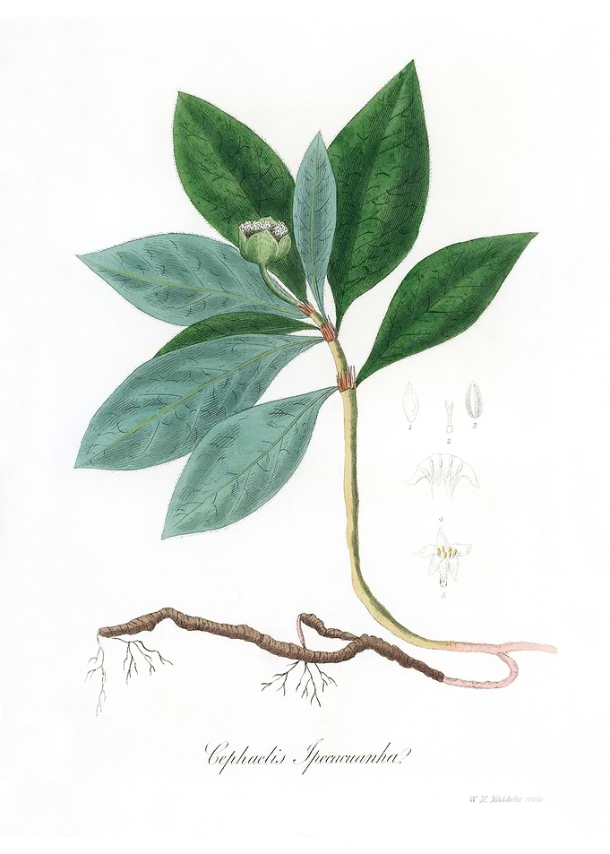 Cephaelis lpecacuanha