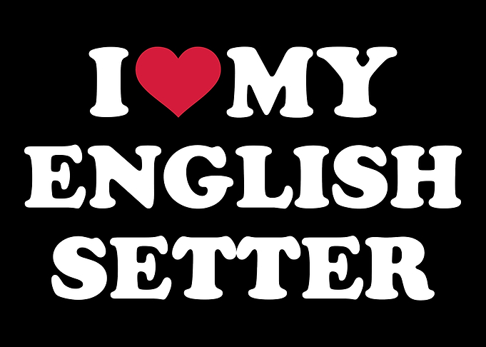 English Setter