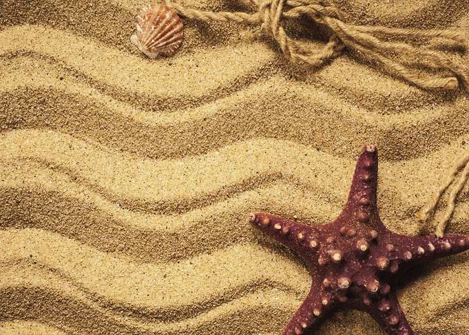 Starfish Animal Sea
