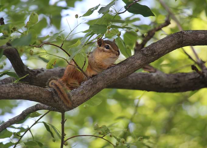 Chipmunk