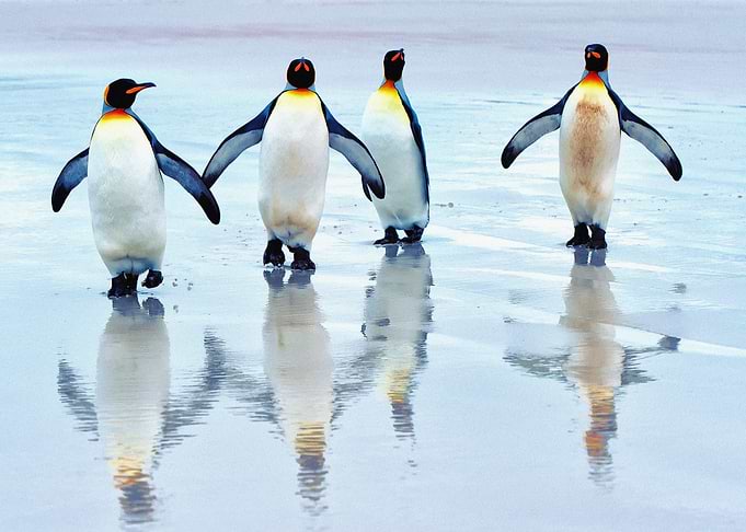 Birds