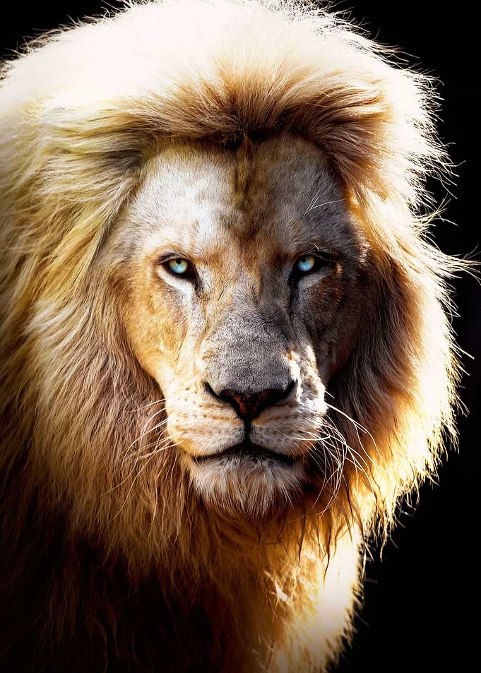 lion king dreame look face
