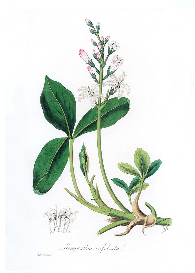 Bogbean Menyanthes