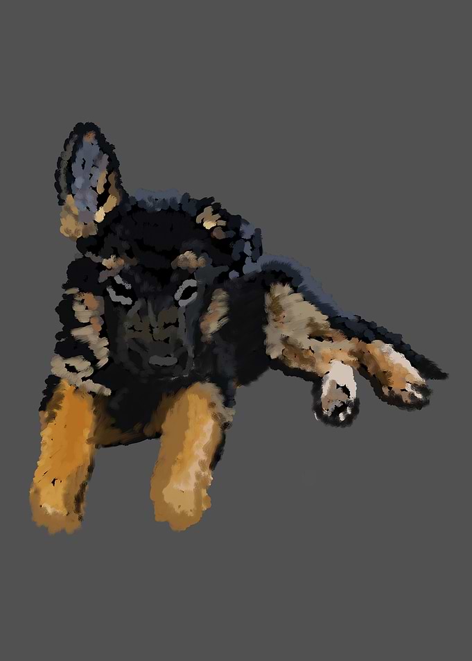 German Shepherd Dog
