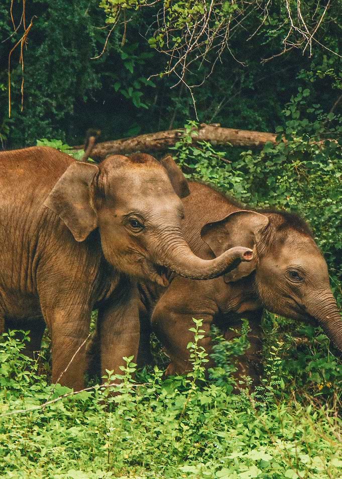 Elephants Wildlife Africa