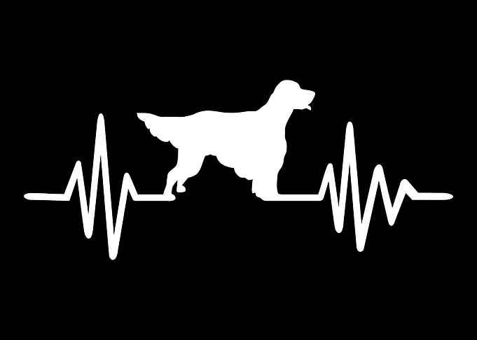 English Setter
