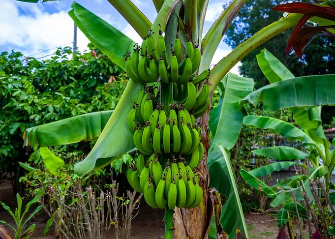 Green Banana