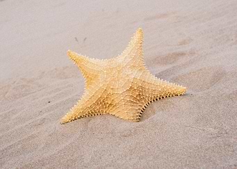 Starfish Animal Sea