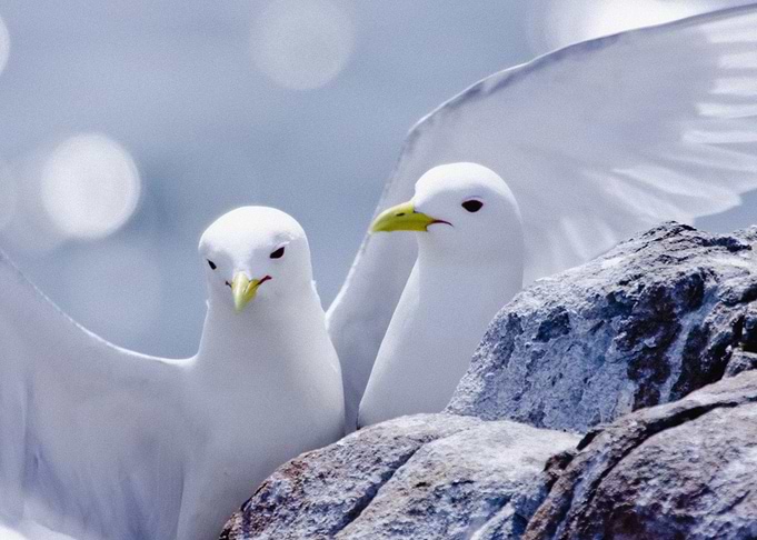 Birds