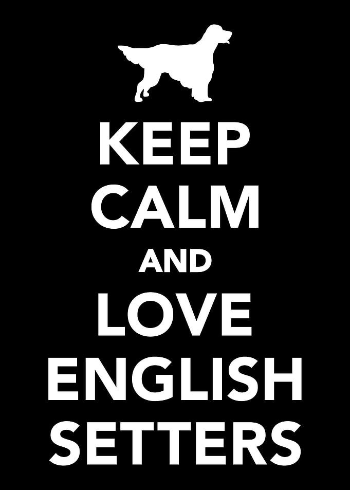 English Setter