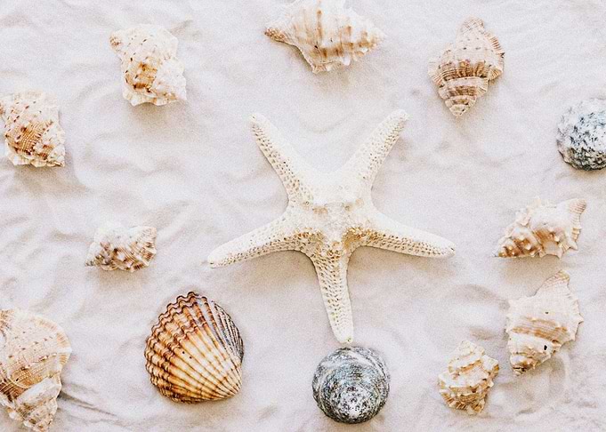 Starfish Animal Sea