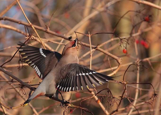 Birds