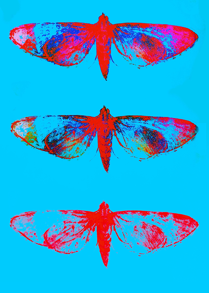 Pyralidae