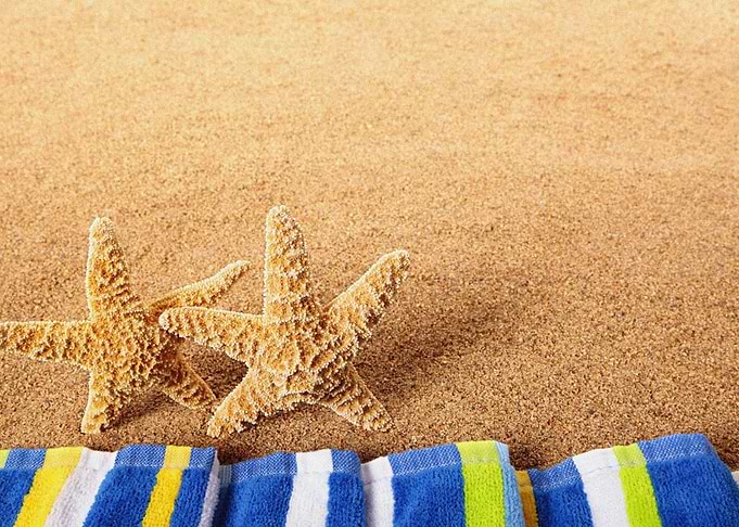 Starfish Animal Sea