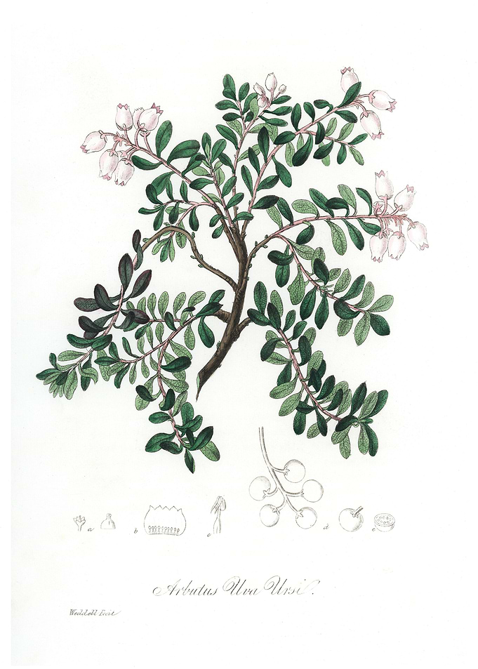 Arbustus Ulva ursil