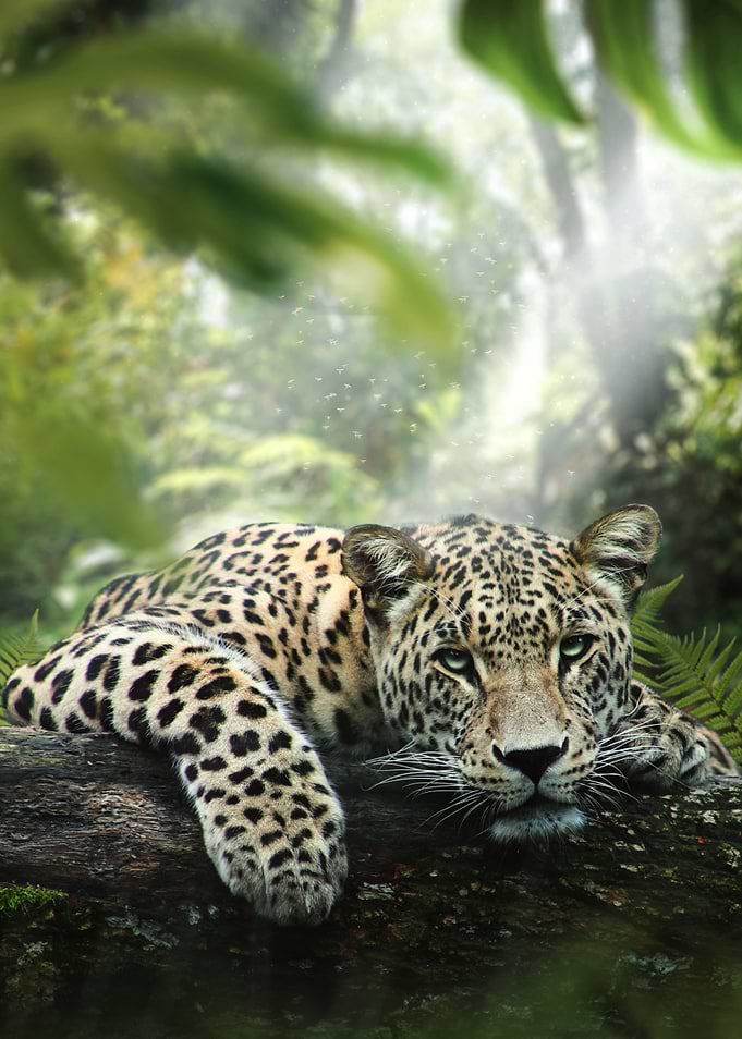 Jungle Fever