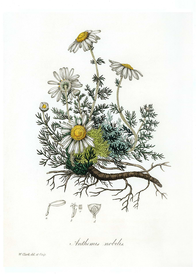 Chamomile Anthemis nobilis