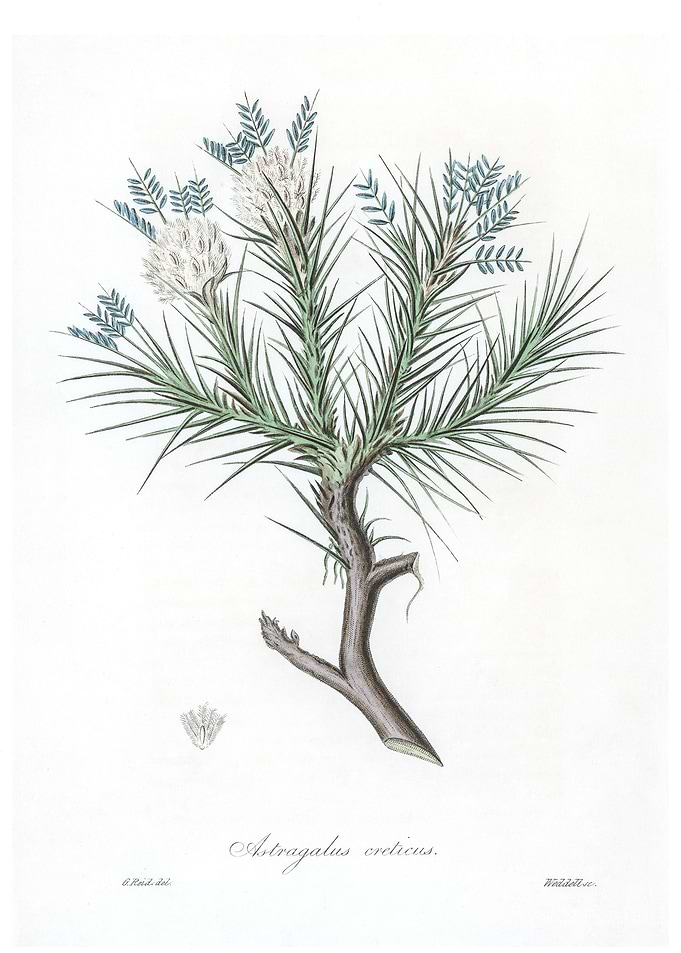 Astragalus creticus