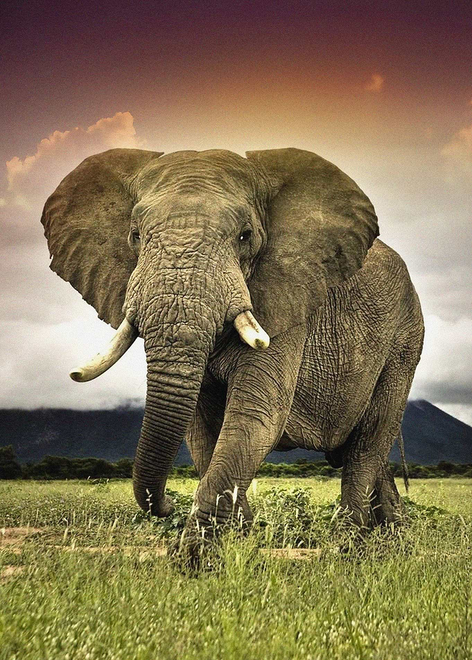 Elephants Wildlife Africa