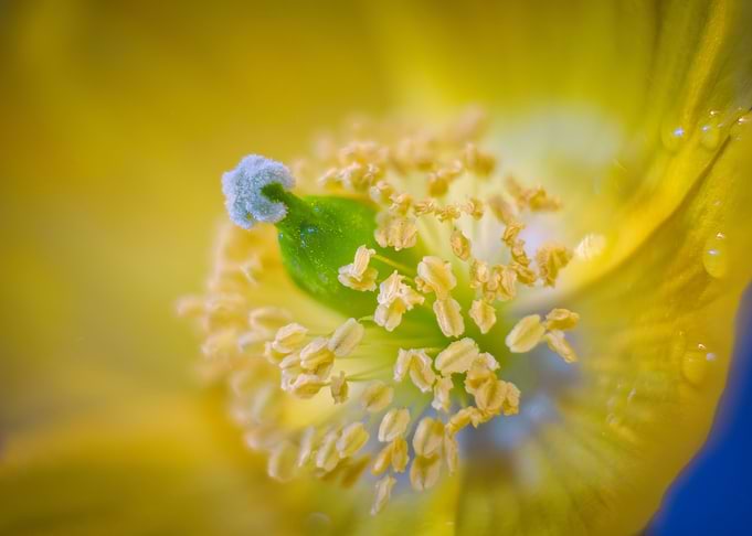 Yellow Poppy Buds