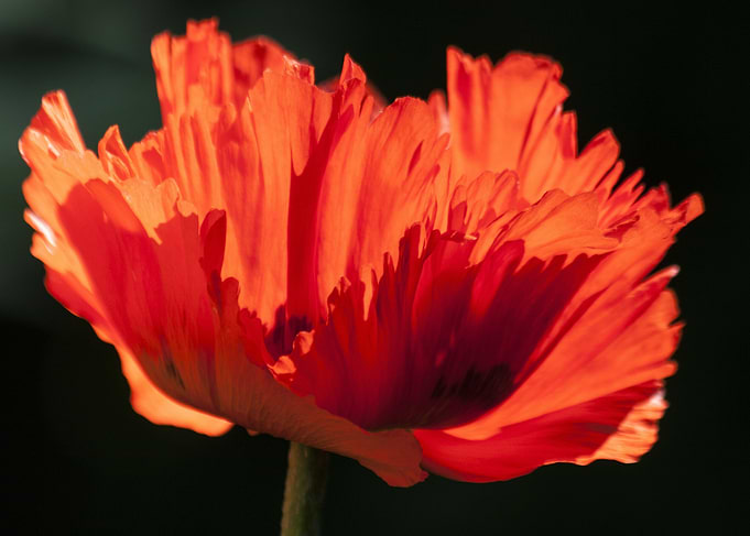 Red Poppy On Black
