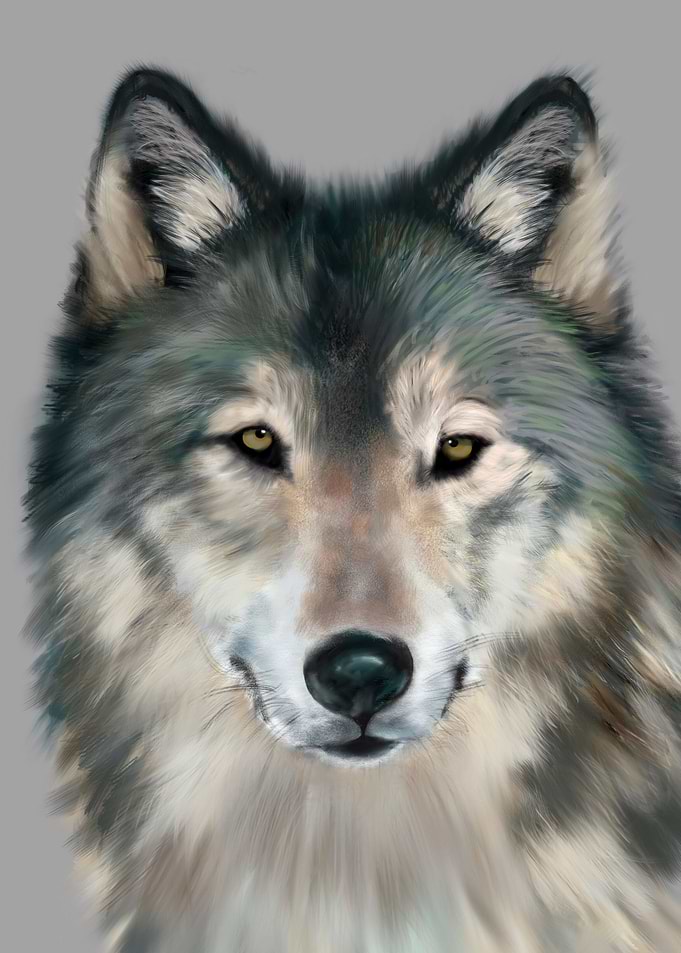 Timber wolf