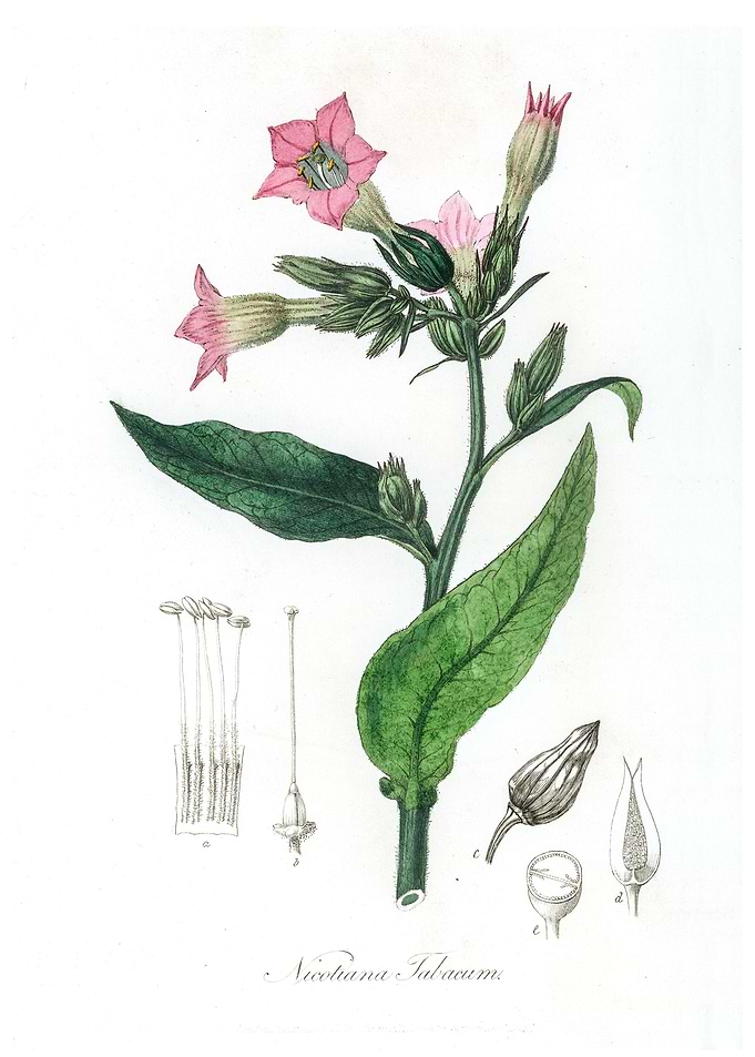 Nicotiana tabacum