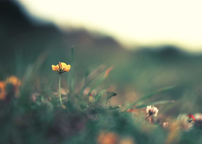 Closeup Blooming Meadow