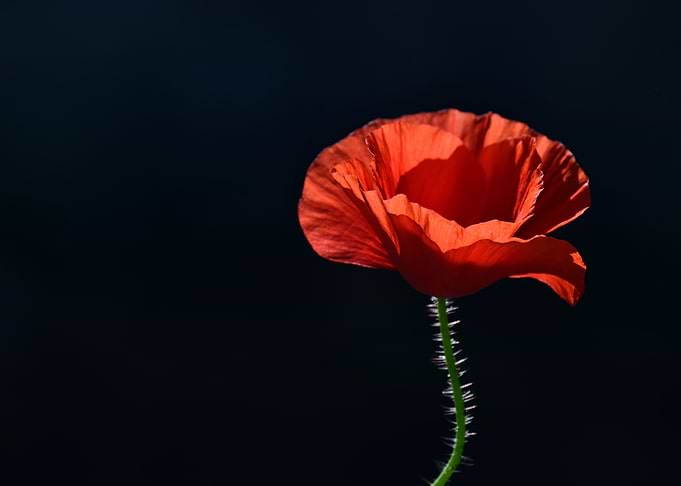Single Red Poppy On Black