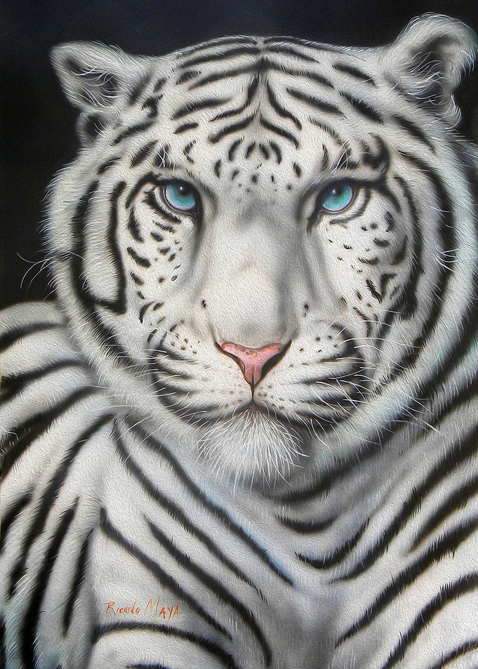 Siberian Tiger