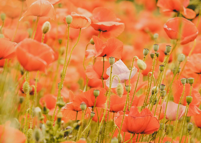 Orange Poppy Field