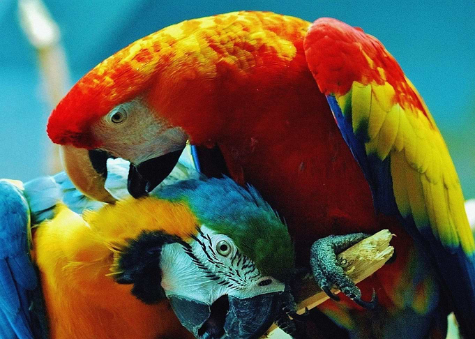 Birds