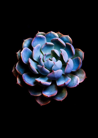 Echeveria in black