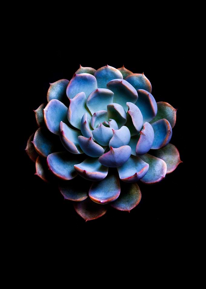 Echeveria in black