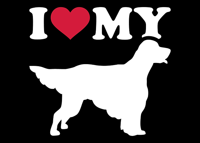 English Setter