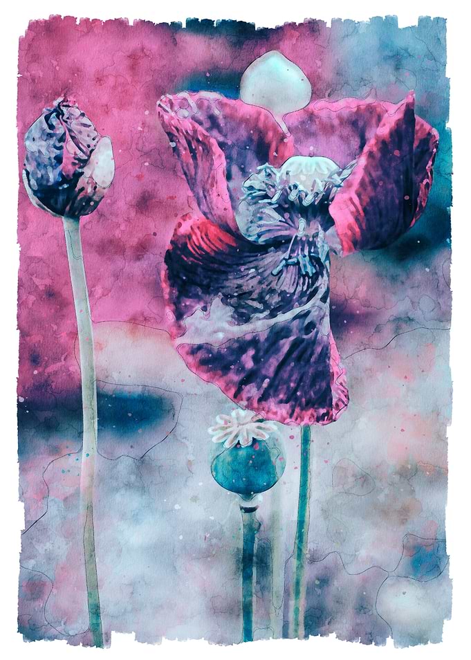 Aquarelle Poppies