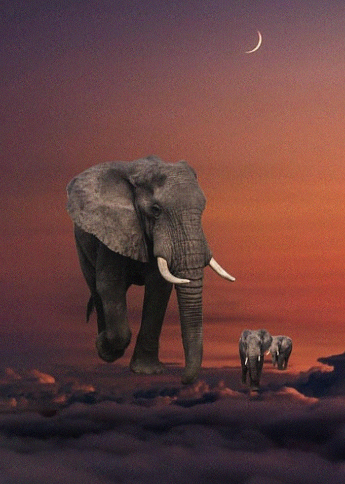Elephants Wildlife Africa