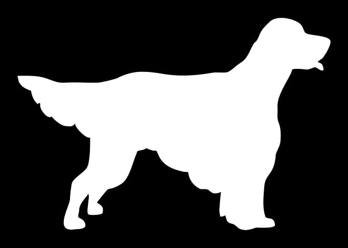 English Setter