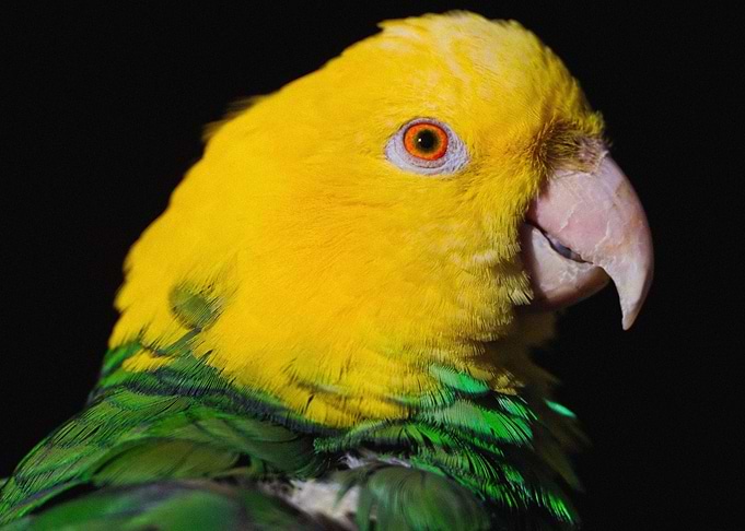 Birds