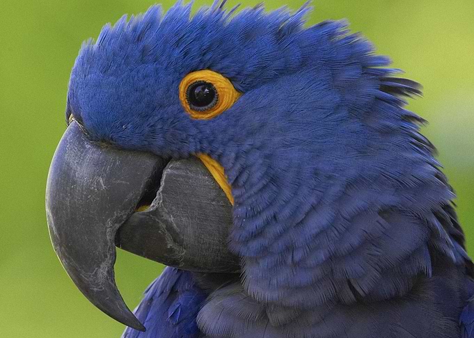 Birds