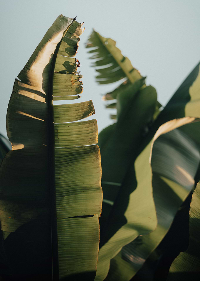 banana tree sunset
