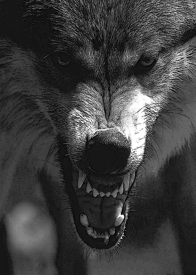 Wolf Angry