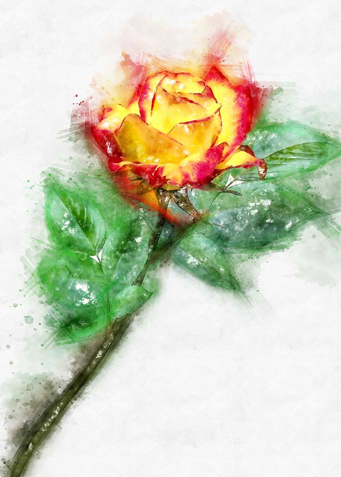 red yellow rose watercolor
