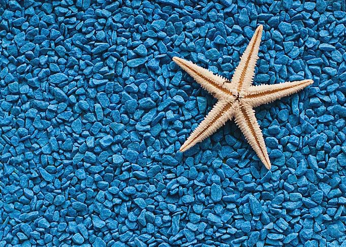 Starfish Animal Sea
