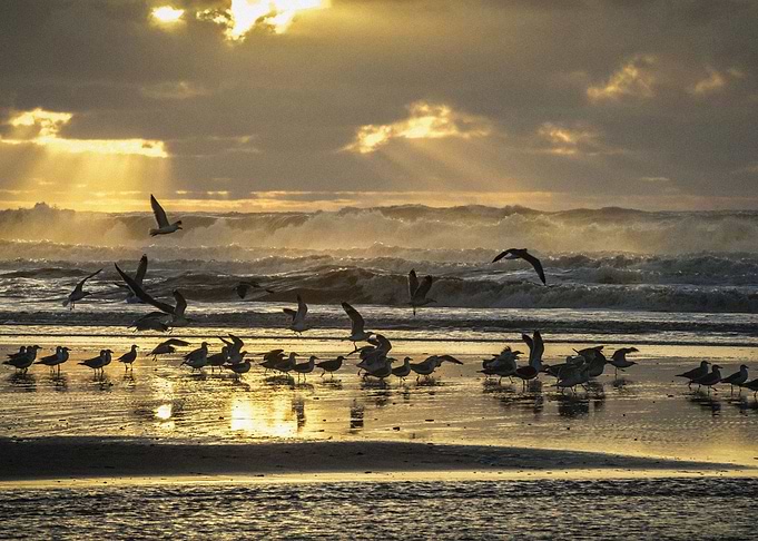Birds